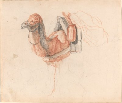 Cammello da Johann Rudolph Schellenberg