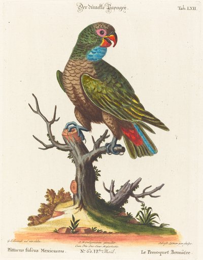Pappagallo (Le Perroquet Brunatre. Pfittacus Fulcus Mexicanus) da Johann Sebastian Leitner after George Edwards