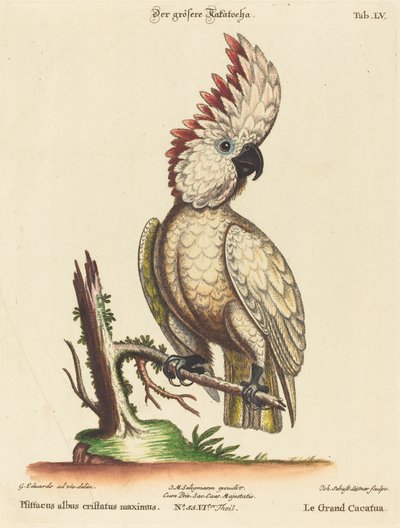 Psittacus albus cristatus maximus da Johann Sebastian Leitner after George Edwards