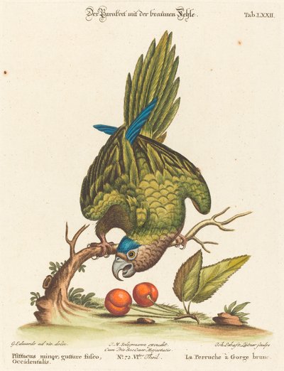 Psittacus minor gutture fusco, occidentalis da Johann Sebastian Leitner after George Edwards
