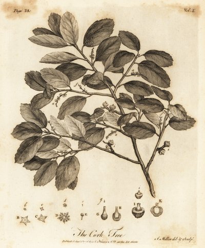 Sughero, Quercus suber da Johann Sebastien Muller