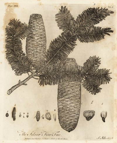 Abete bianco europeo, Abies alba da Johann Sebastien Muller