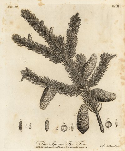 Abete rosso norvegese o abete rosso europeo, Picea abies da Johann Sebastien Muller