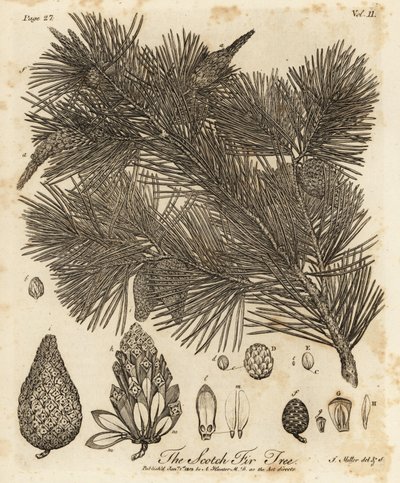 Pino silvestre, Pinus sylvestris da Johann Sebastien Muller