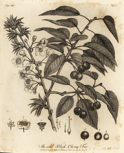 Ciliegia acida, ciliegia nana, Prunus cerasus da Johann Sebastien Muller