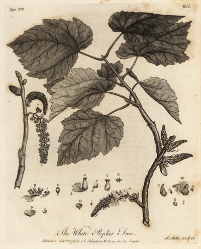 Pioppo bianco, Populus alba da Johann Sebastien Muller
