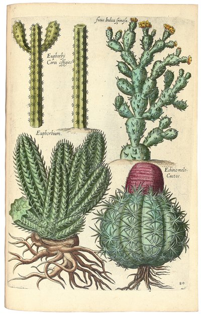Cactus, 1641 da Johann Theodor de Bry