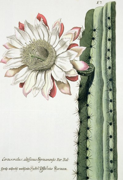 Cereus Erectus Altissimus Syrinamensis da Phythanthoza Iconographica pubblicato in Germania, 1737-45 da Johann Wilhelm Weinman