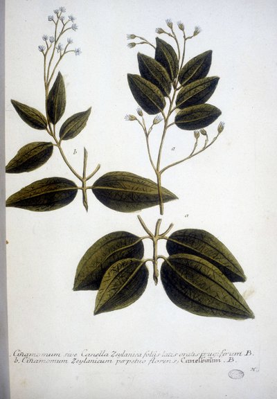Cinnamomum Zeylanicum (Cannella di Ceylon) - Incisione dell
