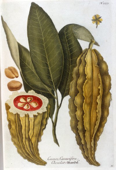 Cacao - nell