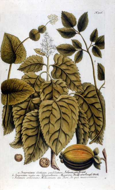Smyrnium Cretium perfoliatum - Maceron di Creta o Maceron perfolia. Tavola tratta dall