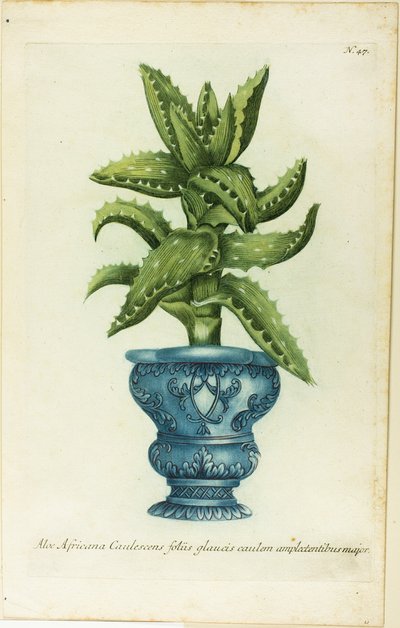 Aloe africana, tavola 47 da Phtanthoza Iconographia da Johann Wilhelm Weinmann