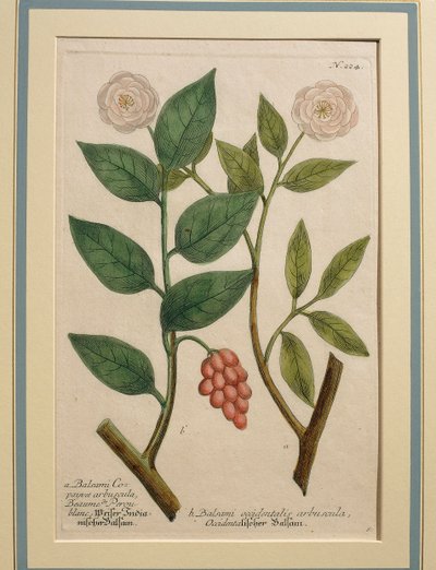 Balsami occidentalis arbuscula, incisione colorata da Johann Wilhelm Weinmann
