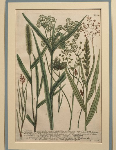 Erba delle Bermuda (Cynodon dactylon), incisione colorata da Johann Wilhelm Weinmann