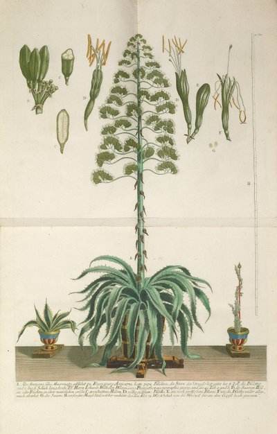 Piastra incisa e mezzotinta di Aloe Americana folio Mucronato da Johann Wilhelm Weinmann