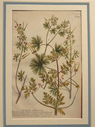 Geranio di Robert (Geranium robertianum), incisione colorata da Johann Wilhelm Weinmann
