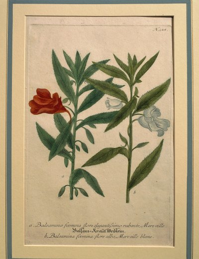Impatiens, incisione colorata da Johann Wilhelm Weinmann