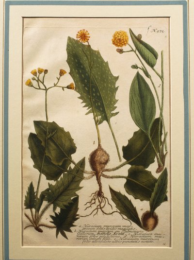 Sparviere murale (Hieracium murorum), incisione colorata da Johann Wilhelm Weinmann