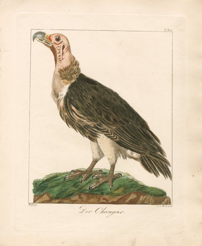  da Johann Wolf