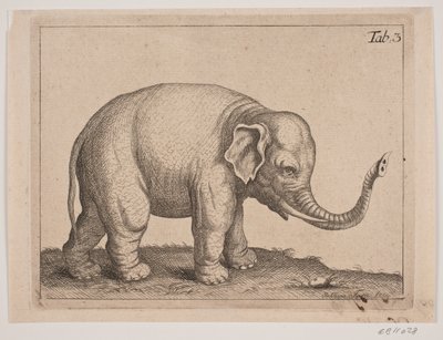 Un elefante da Johanna Fosie