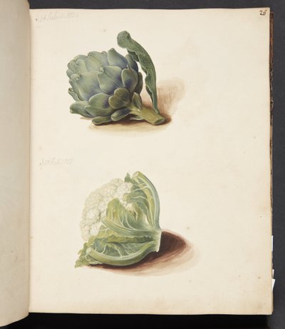 Studio di carciofo e cavolfiore da Johanna Fosie