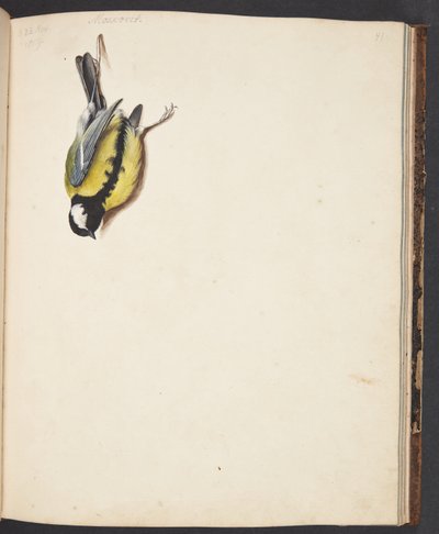 Studio di cinciallegra morta da Johanna Fosie