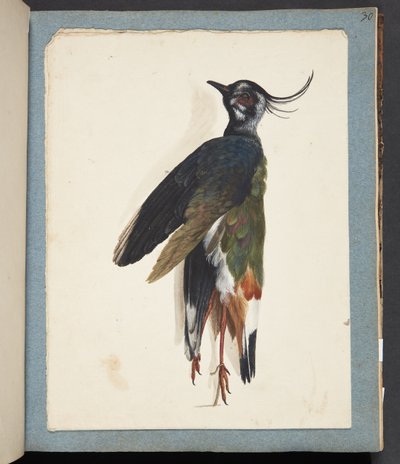 Studio di piviere morto da Johanna Fosie