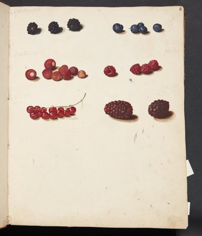 Studio di vari frutti di bosco da Johanna Fosie