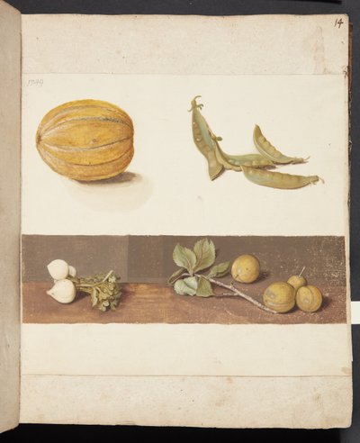 Studio di frutta e verdura da Johanna Fosie