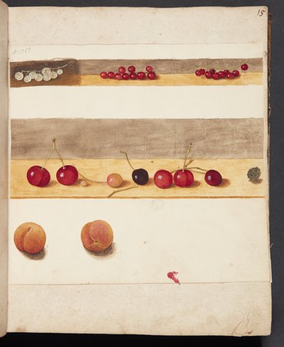 Studio di frutti e bacche da Johanna Fosie