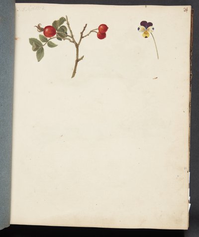 Studio di Rosa Canina e Viola del Pensiero da Johanna Fosie