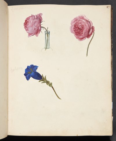 Studio di rosa rosa e fiore blu da Johanna Fosie