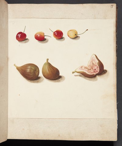 Studio di ciliegie e fichi da Johanna Fosie