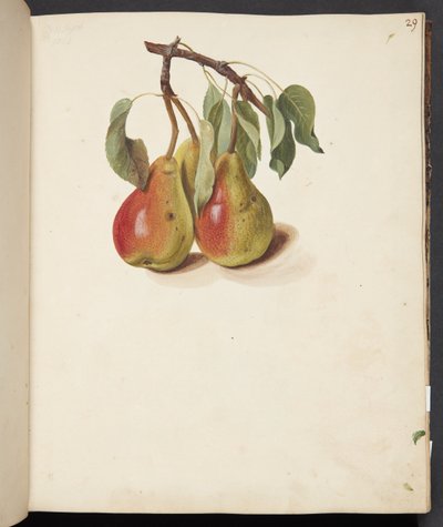 Studio di pere da Johanna Fosie