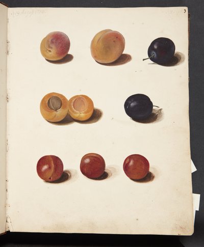 Studi di prugne da Johanna Fosie