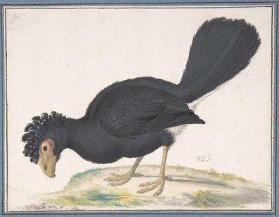 Un curassow nero, n.d. da Johannes Bronckhorst