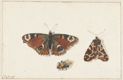 Farfalla, falena e bombo da Johannes Bronkhorst