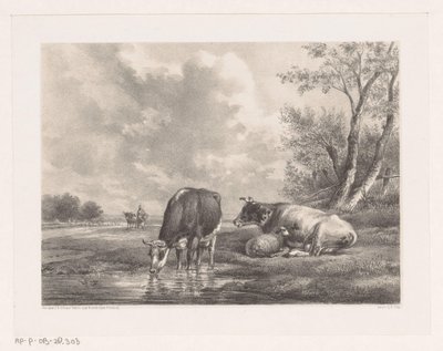 Due mucche e una pecora vicino all