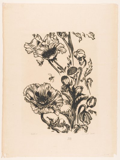 Studio di papaveri da Johannes Frederik Engelbert ten Klooster (signed by artist)