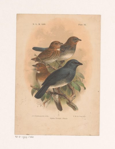 Quattro uccelli su un ramo da Johannes Gerardus Keulemans