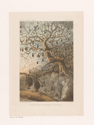 Pipistrelli su un albero (Une réunion de Fanys, Relation de voyage) da Johannes Gerardus Keulemans