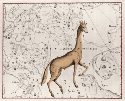 La costellazione della giraffa. Tavola tratta da "Firmamentum Sobiescanum sive Uranographia" di Johannes Hevelius da Johannes Hevelius