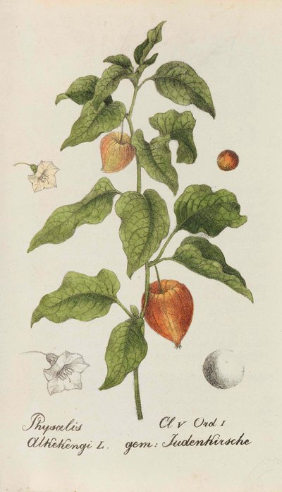 Sammlung von Schweizer Pflanzen, 1825-1846 da Johannes Jacob Hegetschweiler