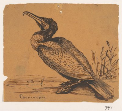 Cormorano da Johannes Tavenraat