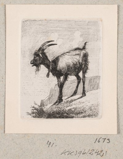 Una capra con campana da Johannes Wilhelm Zillen