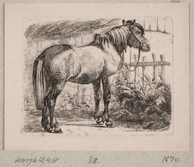 Un cavallo con briglia da Johannes Wilhelm Zillen