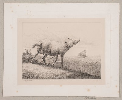Una pecora che bela da Johannes Wilhelm Zillen