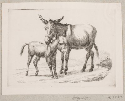 Un asino con il suo puledro da Johannes Wilhelm Zillen