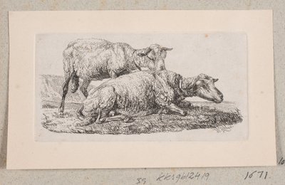 Due pecore da Johannes Wilhelm Zillen