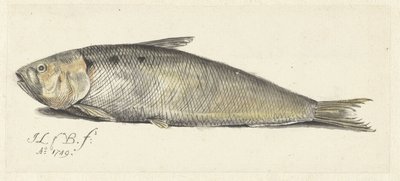 Fint da Johannes le Francq van Berkhey